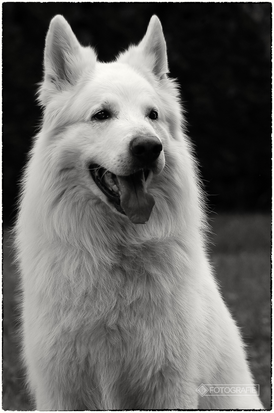White shepherd 21